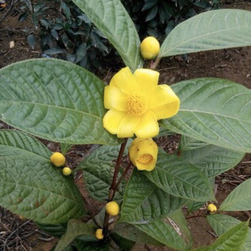 Cây trà hoa vàng ( cây dược liệu) cao 20cm gieo hạt (ảnh thật hình cuối)