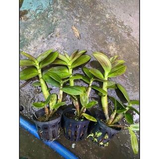 HOA LAN NẮNG CỜ ĐỎ XỔ 5%