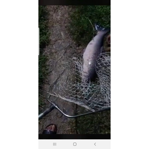 Thính Cá 11 Vị Thuồc bắc siêu  phẩm săn trắm đen #siêu_Kinh_Điển.