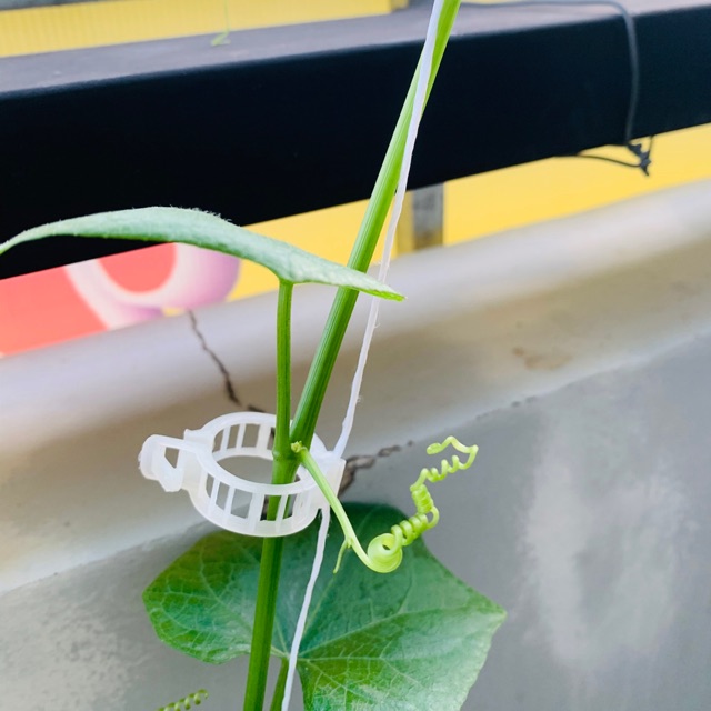 25 kẹp giữ thân cây leo, cà chua, phong lan