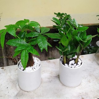 Combo Cây Kim Ngân Kim Tiền ( Sỉ lẻ )
