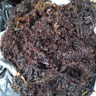 1kg Rong biển tươi nấu nước sâm