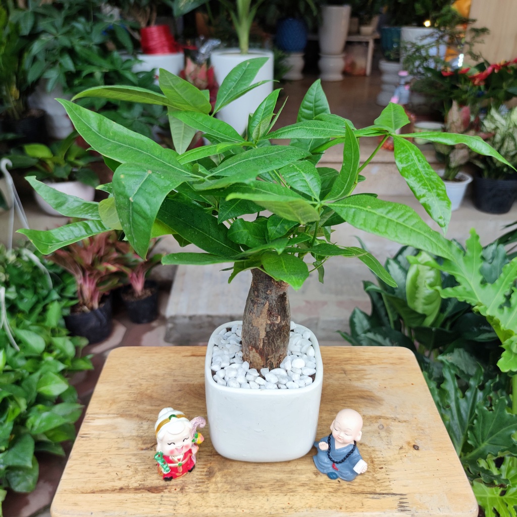 COMBO 3 CÂY , cây kim tiền ,cây vạn lộc đỏ , cây kim ngân để bàn chậu sứ trắng cực sinh