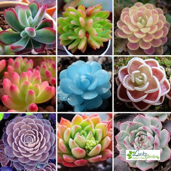 20 Hạt giống Sen đá Kim cương  XTRA TẶNG KÈM PHÂN VÀ KÍCH MẦM