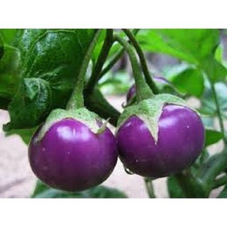 Hạt giống Cà pháo tím F1 Cao sản quả tròn