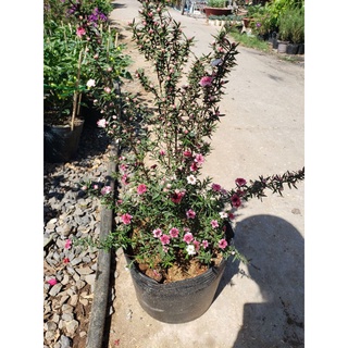 Cây Nhất Chi Mai(loại lớn.cao 80cm đến 90cm)