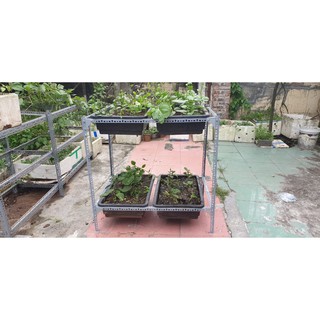 Kệ sắt trồng rau thông minh 2 tầng dùng cho 4 khay trồng rau kích cỡ 68x43x15 cm