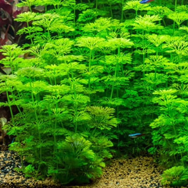 Tiểu bảo tháp ( CÂY HẬU CẢNH)  (25 ngọn 50k)