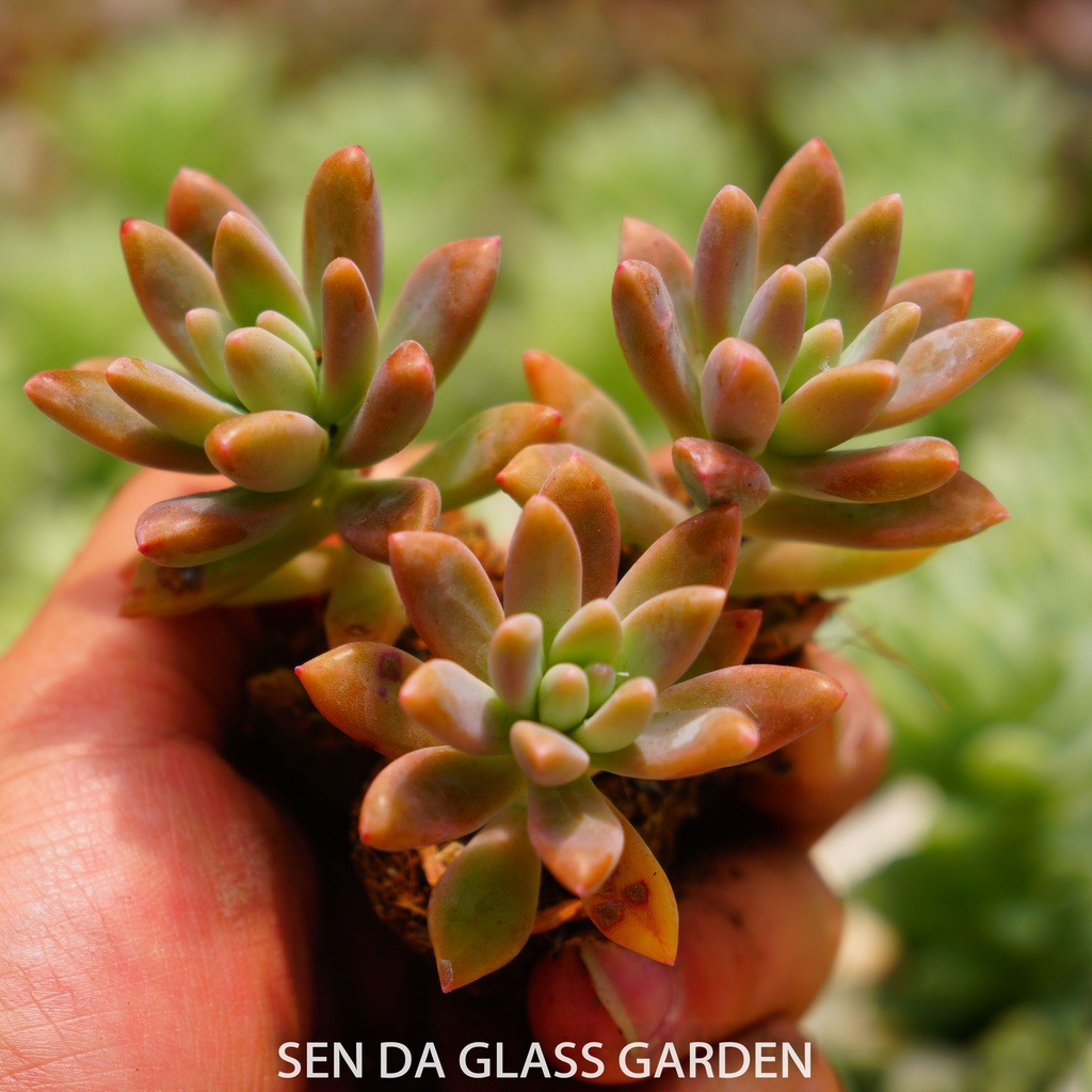 Sen đá Pha lê cánh nhọn mini 3cm GLASS GARDEN - Khỏe, dễ trồng, Thuần khí hậu Đà Lạt