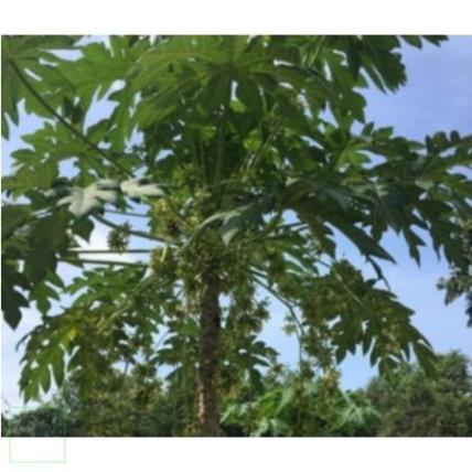 500gr Lá đu đủ đực hàng chuẩn xịn thơm ngon