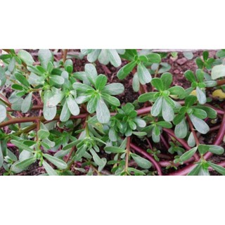 Gói 5 gr hạt giông rau sam