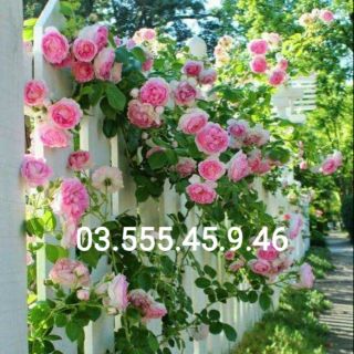 Cây Hoa Hồng Leo Pháp Nhiều màu