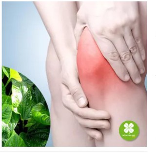 1kg Cây lá lốt khô - TTD236