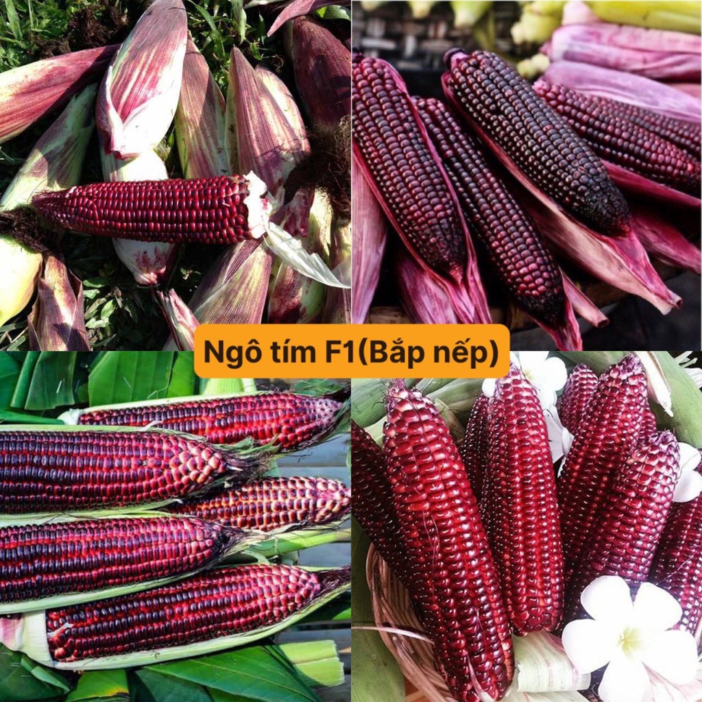 Hạt giống ngô tím F1 ( bắp nữ hoàng ) Loại dễ trồng kháng sâu bệnh năng suất cao [ gói 100gram,200gram,500gram]