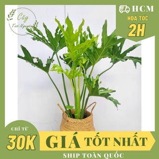 CHẬU CÂY TRẦU BÀ THANH XUÂN 3 Size, phong thuỷ để bàn mini GIÁ RẺ, lọc không khí, Cây Tươi Nguyên