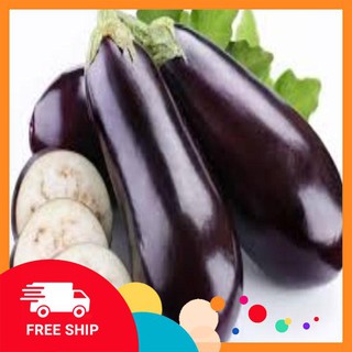 50 hat giống cà tím dài đen LUCKYVN