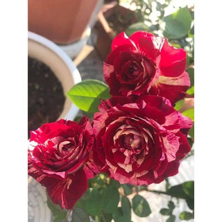 Hoa Hồng Leo Pháp_ĐÚNG MẶT HOA