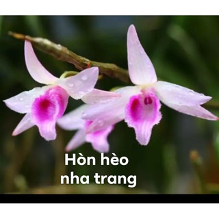[Rẻ Vô Địch] Lan Phi điệp Hòn Hèo Nha Trang(cây giống gieo hạt)