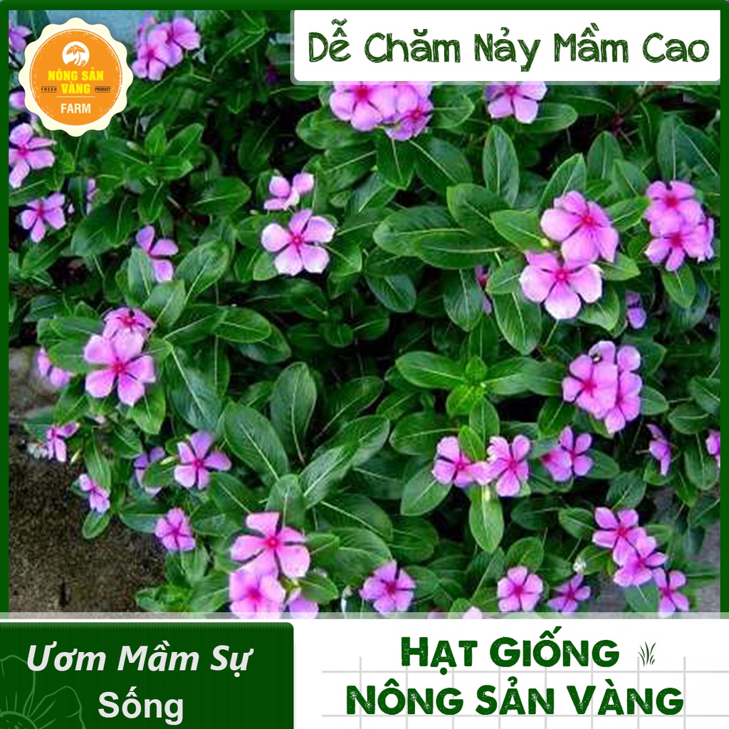 Hạt giống Hoa Dừa Cạn Đứng Nhiều Màu ( Gói 50 Hạt ) - Nông Sản Vàng