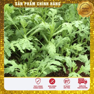 Hạt Giống Rau Cải Cúc Tẻ (20gr)