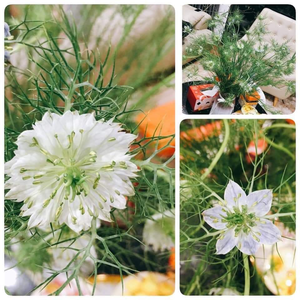 Hoa tươi Love in a mist / LINH.JUNER