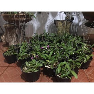 Hoa lan trầm tím điện biên (cây đẳng cấp, cao 20cm)