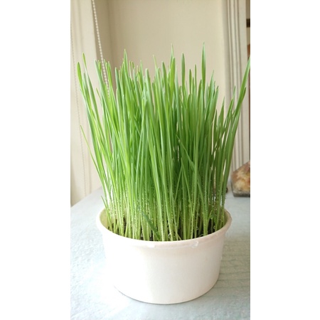 Đất Trồng Cỏ Mèo (Lúa mạch/ Wheat grass)/ Đất trồng rau mầm