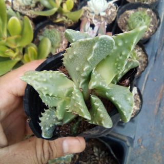 Sen hàm cá mập, trang trí bàn làm việc, nhà cửa 