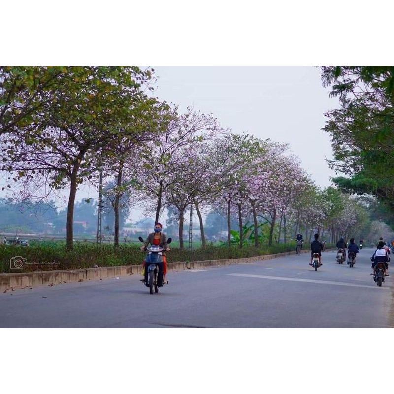 Hoa ban trắng, hồng tây bắc