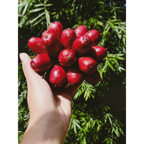 Thảo quả tươi Yên Bái ngâm rượu túi 500gr