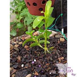 Trầm rừng hiếm hàng kie năm 2