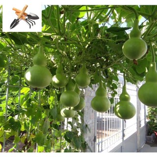 Hạt giống bầu hồ lô cao sản 1 tháng f1 TRỒNG HOA TẾT