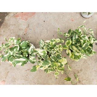Trầu Bà Ngọc Bích (Bích Thủy, Epipremnum Aureum)