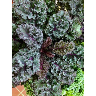 [Hạt Giống Mỹ] Cải Kale Xoăn Tím Mỹ (Gói lẻ 30 hạt)