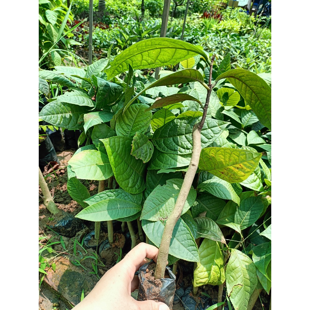 Cây giống trà hoa vàng