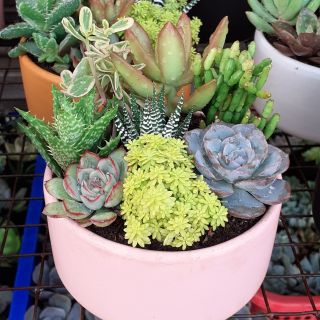 Chậu sen đá mix_chậu tròn 150k