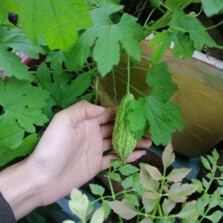 Hạt giống Khổ Qua F1