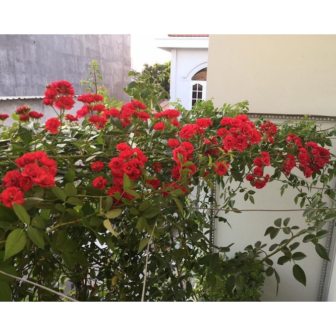 Hoa hồng Red Fairy leo chum sai hoa siêu đẹp -Hoa Ngoại Mê Linh
