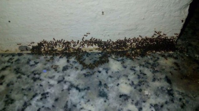Thuốc diệt kiến gián tận gốc chai thuỷ tinh tiện dụng