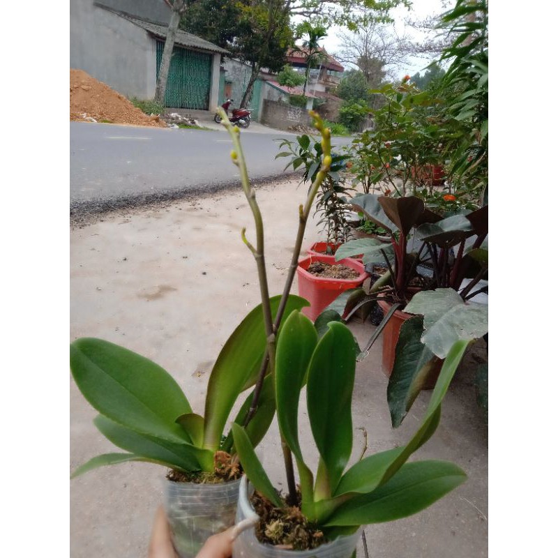 HOA LAN HỒ ĐIÊP ĐẠI ĐÃ CÓ NGỒNG  ( ĐƯỢC CHỌN MÀU)