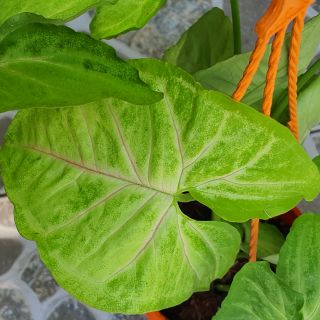 Cây môn kiểng giống mới: xanh mát gân hồng duyên dáng