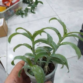 Hoa phong lan - ám cổ văn giang