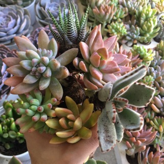 Sen đá mini - combo 10 cây sen đá mini đủ loại