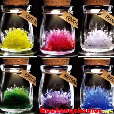 Hoa thủy tinh ước nguyện, hoa đá, hoa trồng lên sẽ vĩnh cửu không phai, không tàn