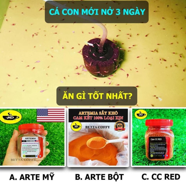 Trang Trí Hồ BETTA YTB 60K