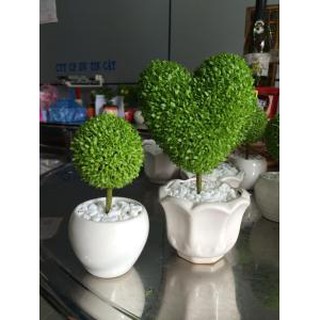 Cây cảnh Cây may mắn trái tim
