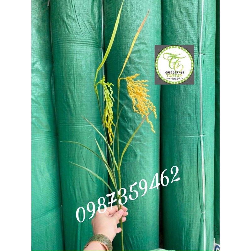 cây lúa giả 2 màu xanh và vàng ( cao 70cm)