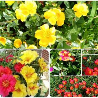 Hoa Sam và Hoa Mười Giờ 10h_ Cành giống  1kg 50k