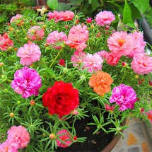 Gói 100 hạt giống hoa mười giờ trồng kiểu bonsai, tặng kích mầm