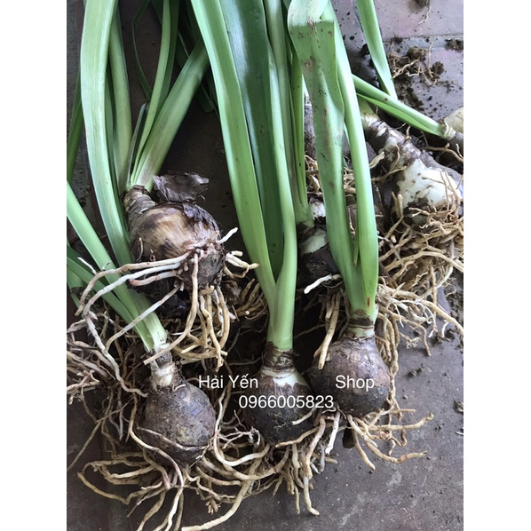 Củ Giống Hoa Lan Huệ Tây_1 củ